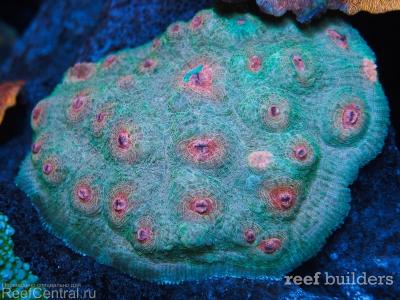 home-corals-6.jpg