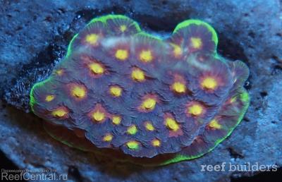 home-corals-3.jpg