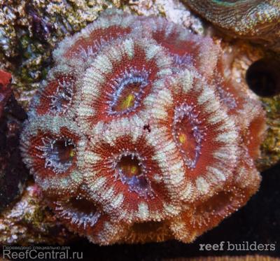 home-corals-12.jpg