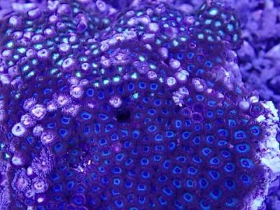 Zoanthus_Blue.JPG
