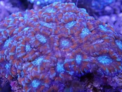 Acanthastrea_Red.JPG