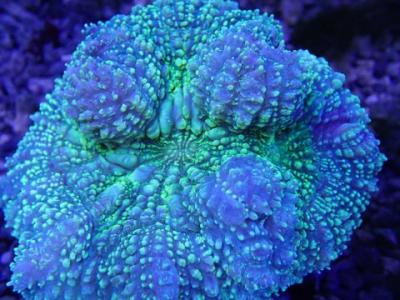 Lobophyllia_Green_Metalic.JPG