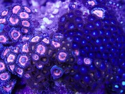 Zoanthus_Violet_Blue.JPG