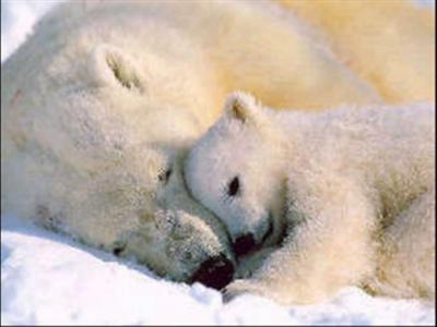 mother bear and baby bear sleeping.JPG