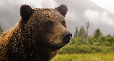 Canadian-adventure-grizzly-bear.jpg