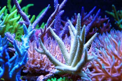 kang-reef-corals.jpg