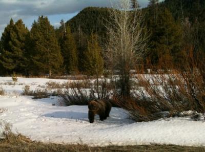 Bears in Teton 6 Feb 2013-thumb-500x371-11435.jpg