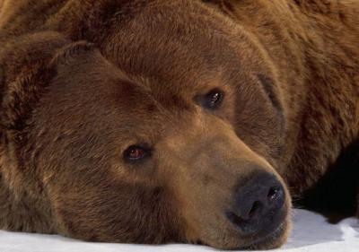 animal-grizzly-bear-cute-colour-brown-12579-19021_medium.jpg