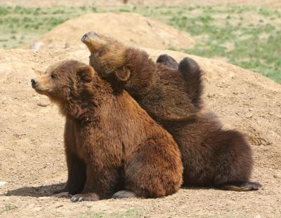 Grizzly Bears.jpg