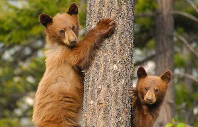 grizzlycubs_patmulrooney.jpg