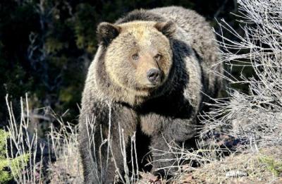 alg-yellowstone-grizzly-bear-jpg.jpg