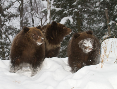 grizzly bear cubs1.png