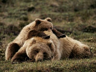 denali-grizzly-bears_2052_600x450.jpg