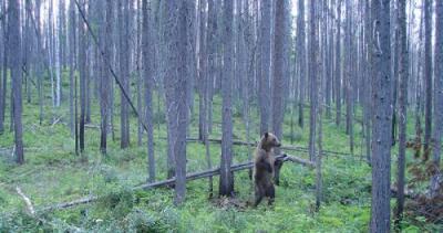 grizzly-bear-rubbing-on-a-tree-glaciernps-flickr.jpg