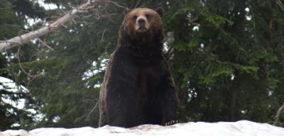 PostImage-Grouse-Mountain-Grizzly-Bear.jpg