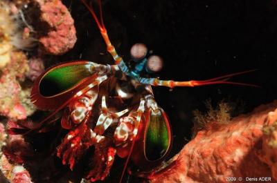 mantis_shrimp_16.jpg