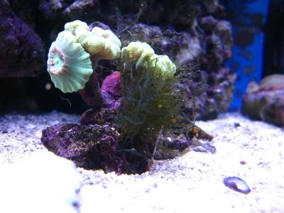 Caulastrea000.jpg