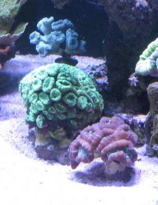 Caulastrea2.jpg