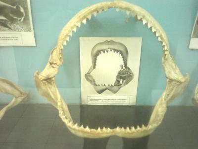 IMG0878.jpg