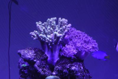 S1520001.JPG