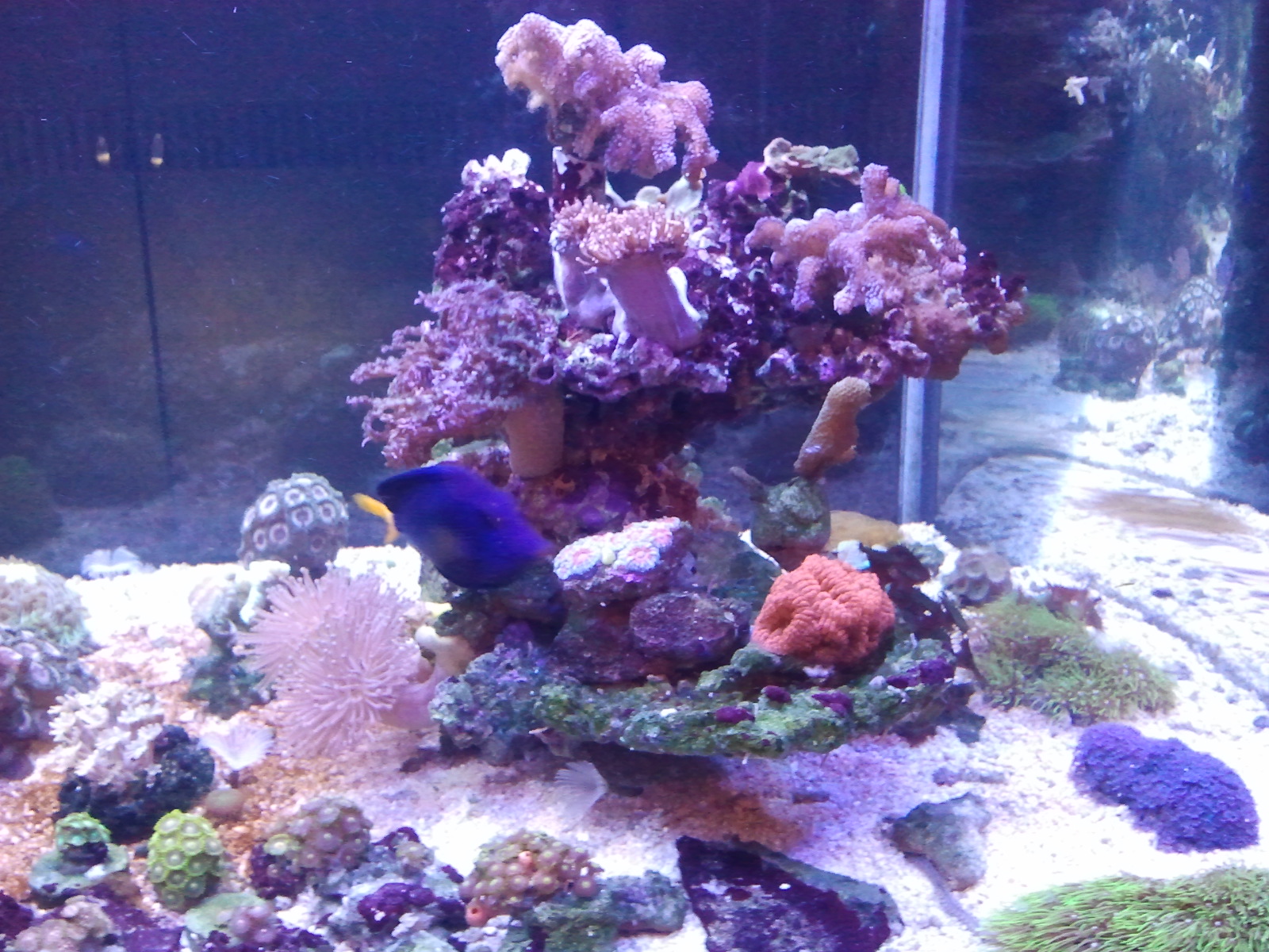Кораллы легко и просто фото+видео МК! | Страна Мастеров