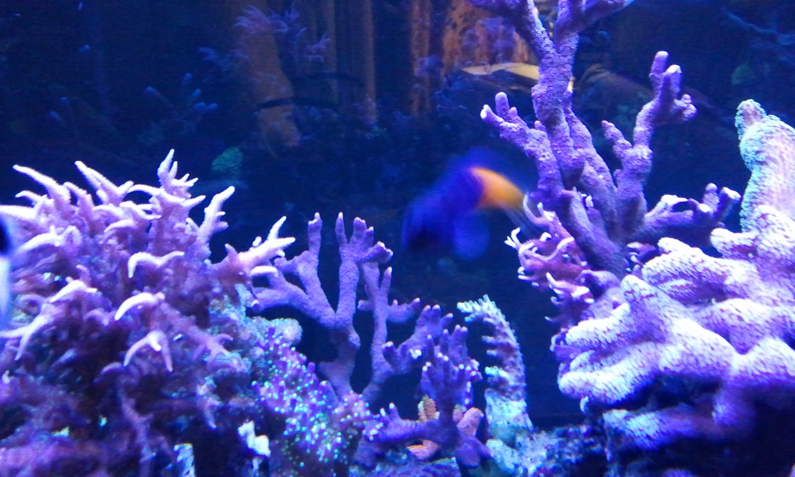 Кораллы своими руками — мастер-класс, как сделать кораллы