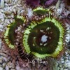 palythoa-grandis-1.jpg