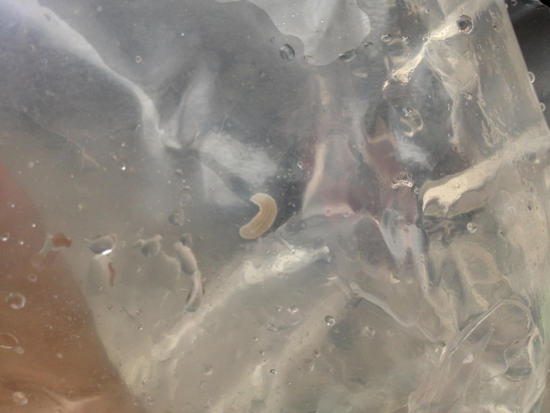 Яйца планарии в аквариуме
