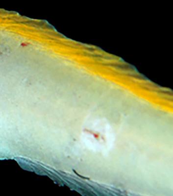 Meiacanthus-infested.jpg
