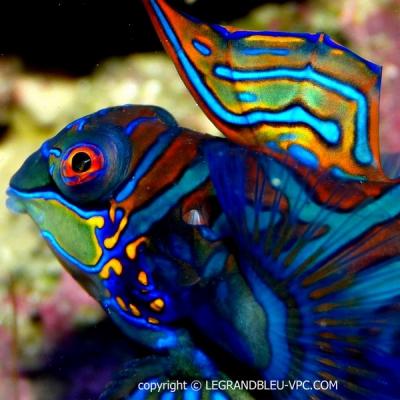 synchiropus-splendidus-2.jpg