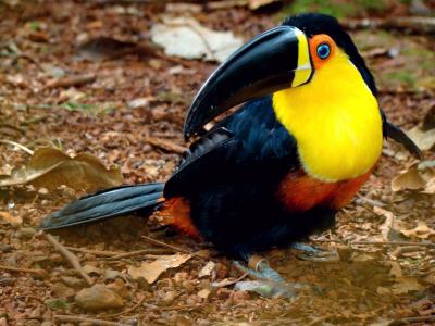 Ramphastos_vitellinus_-Brazil-8.jpg