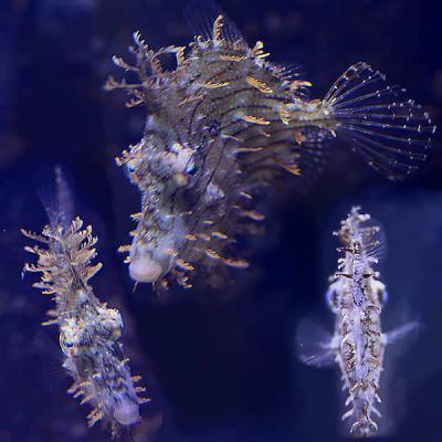 Chaetodermis penicilligerus4.jpg