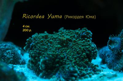 04_ricordea-yuma.jpg