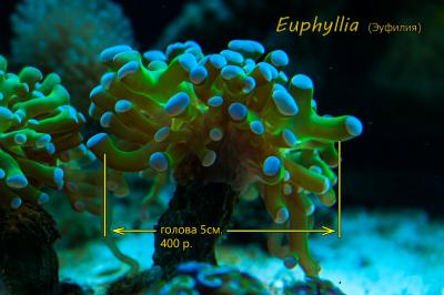 13_euphyllia.jpg