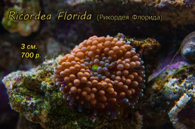 11_ricordea-florida.jpg