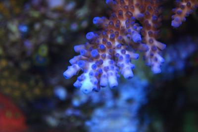 _MG_0161.jpg
