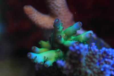 _MG_0216.jpg