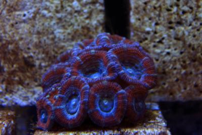 _MG_1518.JPG