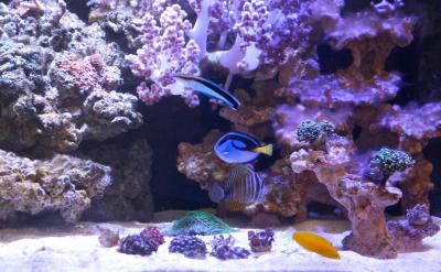 IMG_5450с.jpg