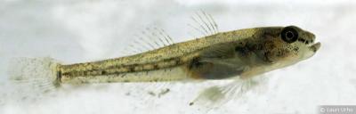 Common Goby.jpg