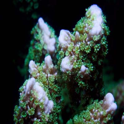 Jeremys Montipora.jpg