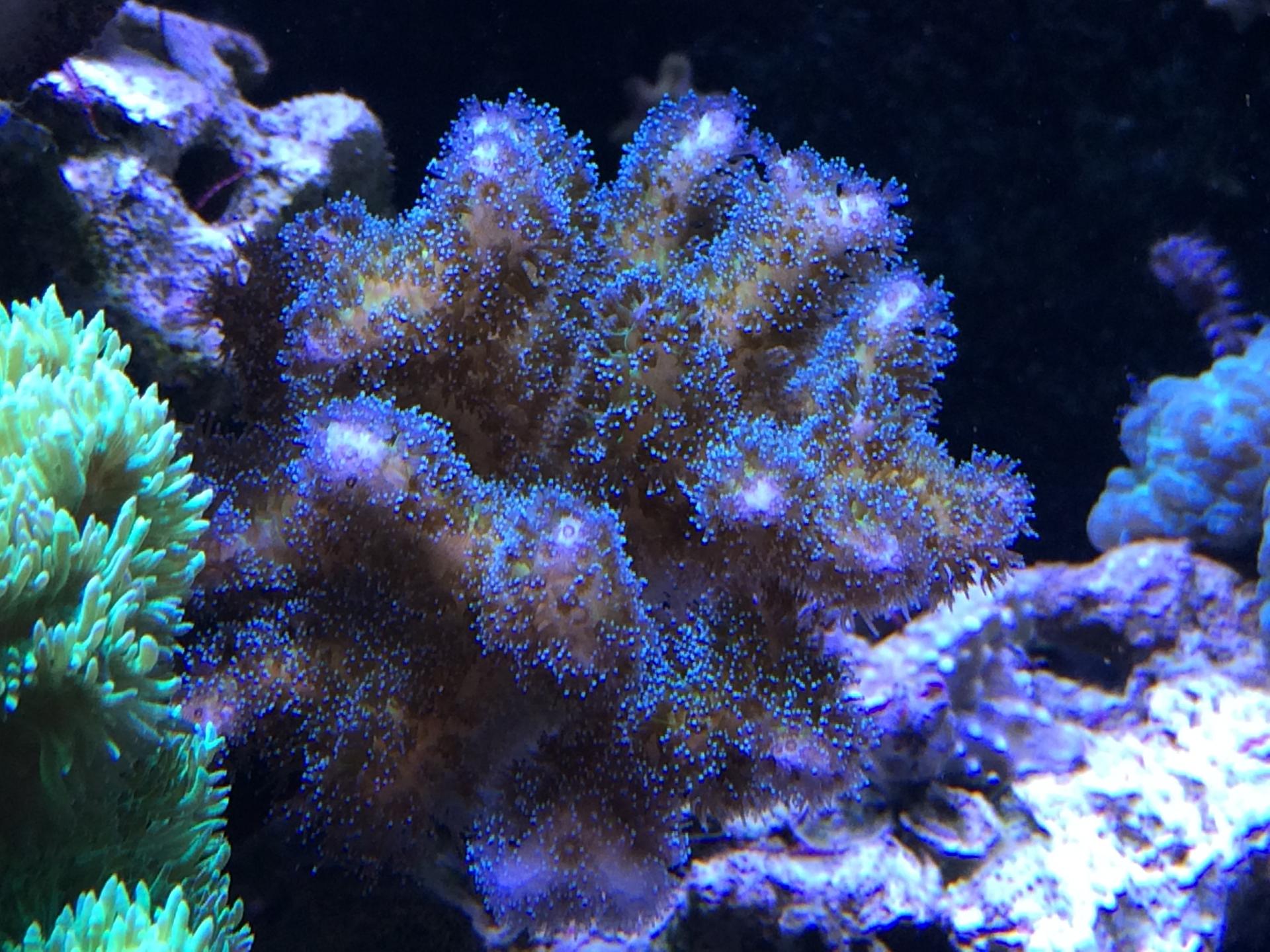 Reefcentral. Рифцентрал морской. Санни д коралл. Фосфаты в морском аквариуме. SPS зеленый коралл полипы коричневые.