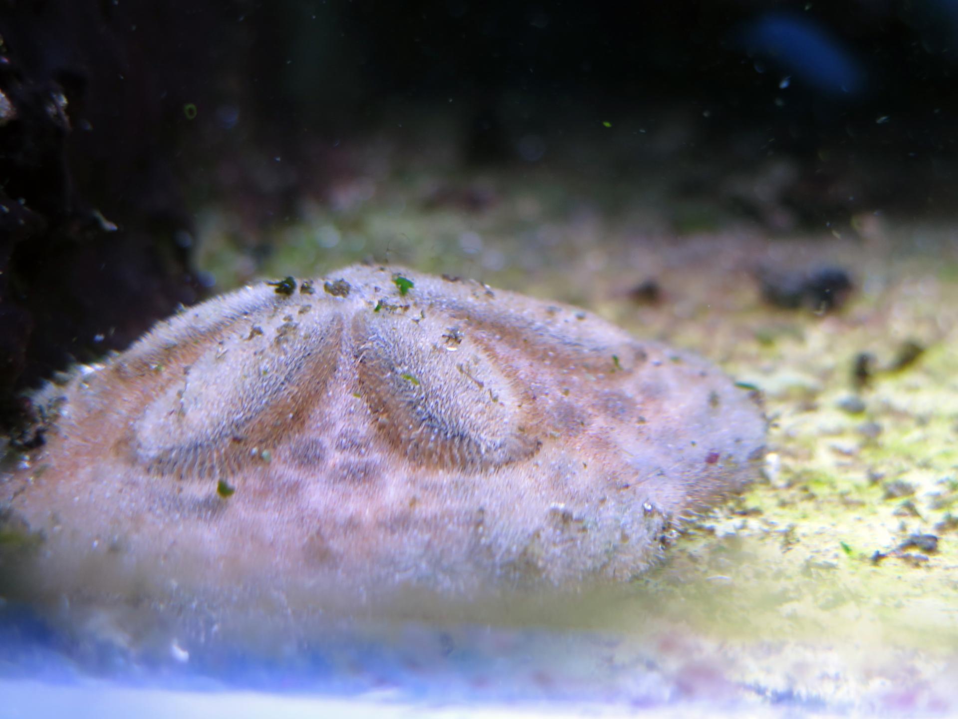 Мюллеровская личинка некоторых морских плоских червей