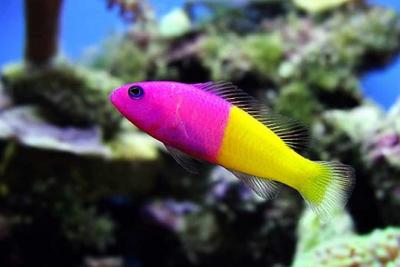 Pseudochromis-paccagnellae.jpg
