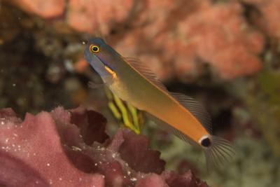 Ecsenius stigmatura Blenny.jpg