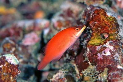 chinstrap-striated-wrasse-pseudocheilinus-evanidus.jpg