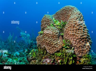 column-of-coral-and-halimeda-algae-halimeda-sp-on-a-coral-reef-barrier-B628E9.jpg