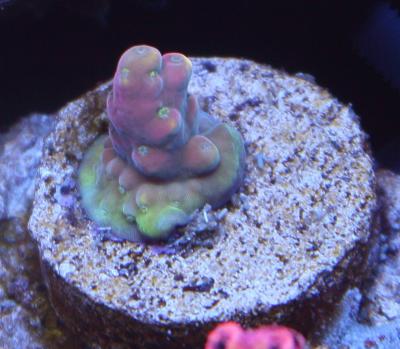 RMF Bubble Yam Acropora_1.jpg