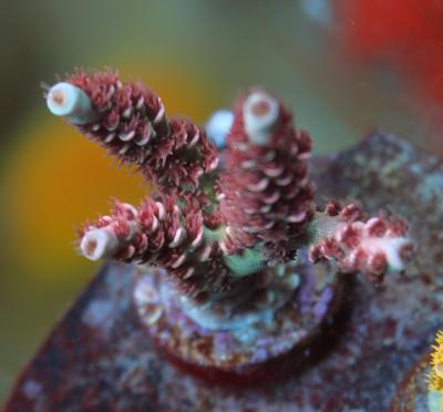 cherry bomb acropora frag.jpg