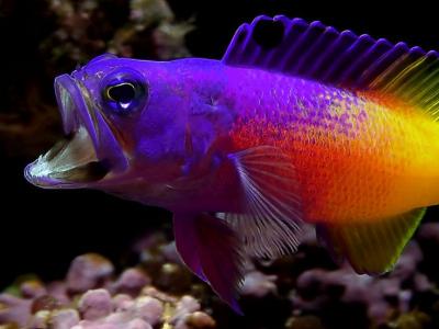 7567351c85204e208a32e99ef58ed31b--contrast-photography-colorful-fish.jpg